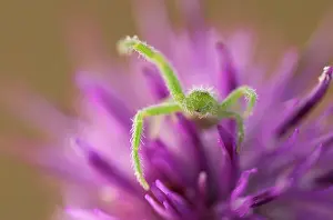 Ambush: Green Crabspider