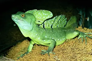 Plumifrons: Green Crested Basilisk Lizard