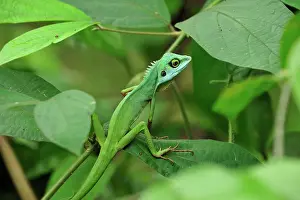 Bronchocela: Green Crested Lizard