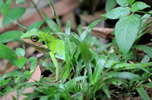Kelantan: Green Crested Lizard