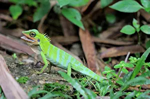 Kelantan: Green Crested Lizard