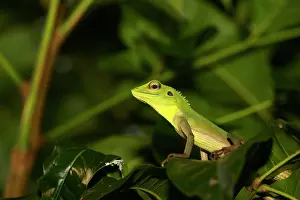 Sumatra: Green Crested Lizard