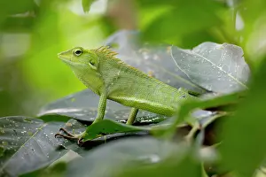 Crest: Green Crested Lizard