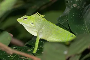 Crest: Green Crested Lizard