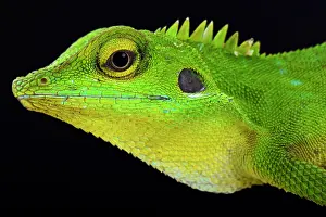 Agama: Green crested lizard (Bronchocela cristatella)