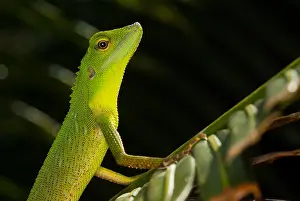 Situ: Green Crested Lizard (Bronchocela cristatella)