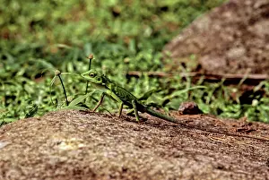 Agamid: Green Crested Lizard, Malaysia