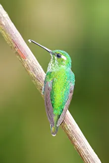 Ecuadorean: Green-crowned Brilliant
