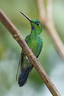 Ecuadorean: Green-crowned Brilliant