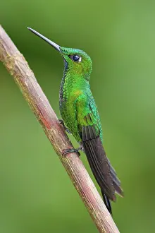 Ecuadorean: Green-crowned Brilliant