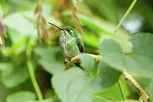 Ecuadorean: Green-crowned Brilliant