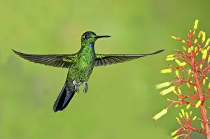Trochilidae: Green-crowned Brilliant