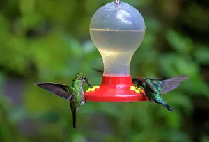 Guanacaste: Green-crowned brilliant (Heliodoxa jacula), Selvatura