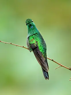 Shade: Green-crowned Brilliant (Heliodoxa jacula), male, Panama