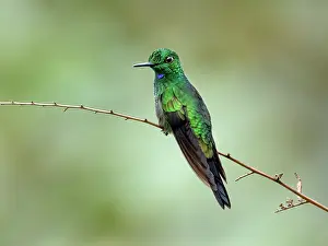 Shade: Green-crowned Brilliant (Heliodoxa jacula), male, Panama