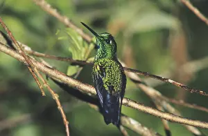 Hummingbird: Green-crowned Brilliant (Heliodoxa jacula)