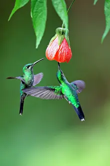 Flaps: Green-crowned Brilliant (Heliodoxa jacula) eatin
