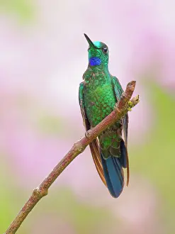 Crowned: Green Crowned Brilliant Heliodoxa jacula Ecuador
