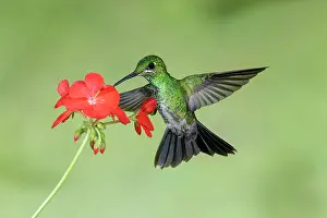 Heliodoxa: Green-crowned brilliant Heliodoxa jacula A large robu