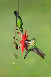 Heliodoxa: Green-crowned brilliant Heliodoxa jacula A large robu