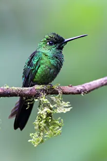 Apodiforme: Green-crowned Brilliant (Heliodoxa jacula) male