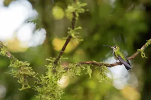 Apodiforme: Green-crowned Brilliant (Heliodoxa jacula) male