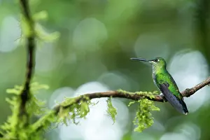 Phytophage: Green-crowned Brilliant (Heliodoxa jacula) male