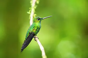 Phytophage: Green-crowned Brilliant (Heliodoxa jacula) male