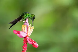 Gather: Green-crowned Brilliant (Heliodoxa jacula) male