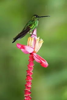 Phytophage: Green-crowned Brilliant (Heliodoxa jacula) male