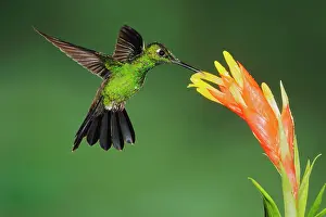 Trochilidae: Green-crowned Brilliant (Heliodoxa jacula), male