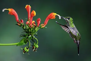 Heliodoxa: Green-crowned Brilliant Hummingbird