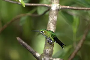 Monteverde: Green-Crowned Brilliant Hummingbird