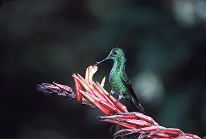 Brilliant: GREEN-CROWNED BRILLIANT HUMMINGBIRD