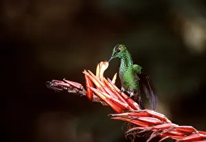 Brilliant: Green-Crowned Brilliant Hummingbird