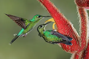 Crowned: Green Crowned Brilliant hummingbird, Costa Rica