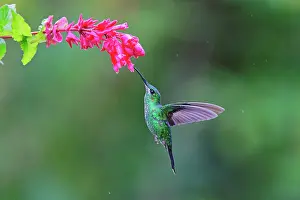 Brilliant: Green Crowned Brilliant Hummingbird - feeding on pink flower