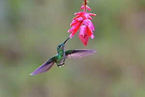 Brilliant: Green Crowned Brilliant Hummingbird - feeding on pink flower