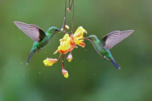 Brilliant: Green Crowned Brilliant Hummingbird - feeding on yellow vine