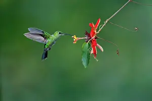 Heliodoxa: Green-crowned Brilliant Hummingbird - female