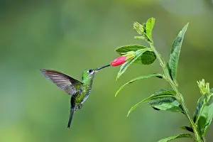 Heliodoxa: Green-crowned Brilliant Hummingbird - female