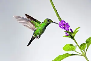 Heliodoxa: Green-crowned Brilliant Hummingbird - female