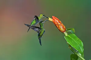 Heliodoxa: Green-crowned Brilliant Hummingbird - females