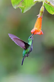Brilliant: Green Crowned Brilliant Hummingbird - at Orange flower Helio
