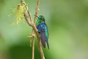 Milpe: Green-crowned Woodnymph