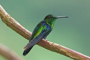 Milpe: Green-crowned Woodnymph