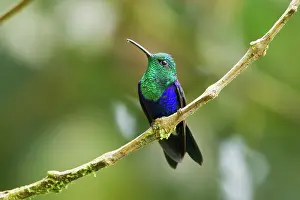 Milpe: Green-crowned Woodnymph