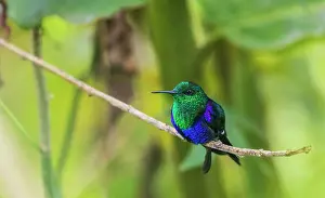 Crowned: Green-crowned woodnymph, portrait in the beautiful