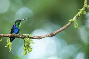 Flare: Green-crowned woodnymph (Thalurania fannyi) on a
