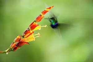 Gather: Green-crowned woodnymph (Thalurania fannyi) in flight